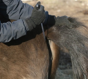 Hest mishandlet p&aring; mark ved Lund