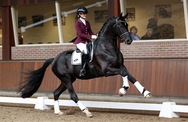DV-hingst vinder hollandsk pr&oslash;ve