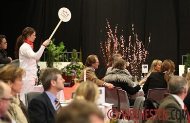 Auktionsheste med succes