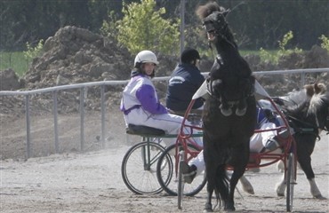 L&oslash;bsk hest trak elskab op