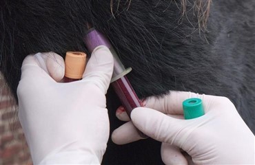 Faktorer der p&aring;virker hestens blodpr&oslash;ve