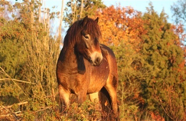 Truet exmoorpony redder livet
