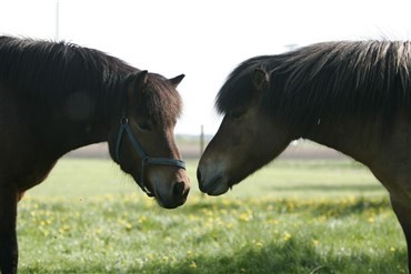 Kronprinsparret til hest p&aring; Island