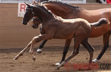 50 katalognumre p&aring; F&oslash;lauktion Nord