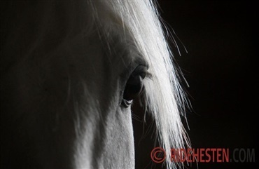Vurder hestens stressniveau p&aring; antal blink