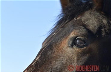 Rekordmange dyr fik hj&aelig;lp i 2020