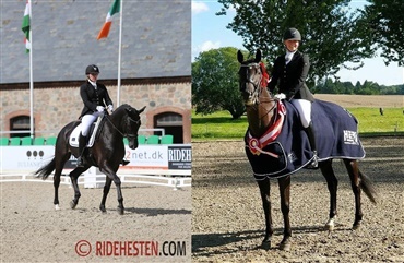 Finaler og Mesterskaber for Oldenborg og Trakehner