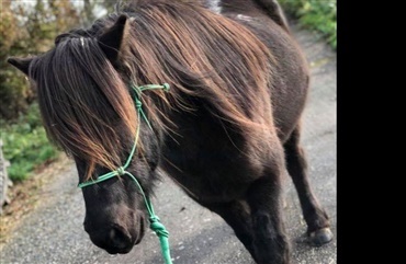 Fra frygt til forsigtige fremskridt: Snupnur fik en chance til