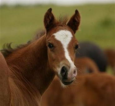 Ammehoppe s&oslash;ges!