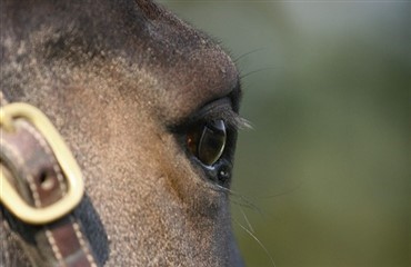 Seminar for hestefagfolk