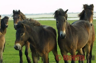 Kan heste bruges til naturpleje?