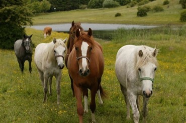 Rideklubber fusionerer