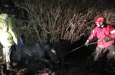 &AElig;ldre hest lider af sj&aelig;lden s&oslash;vnforstyrrelse 