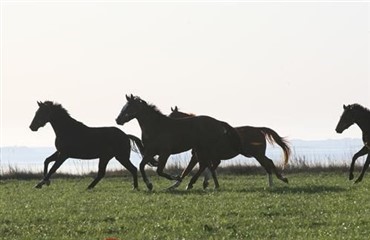 Unghingste har gl&aelig;de af hinanden