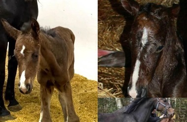 Klonen Donkey Double er f&oslash;dt