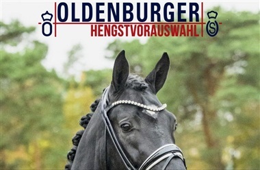 Udtaget til hingstek&aring;ring i Vechta