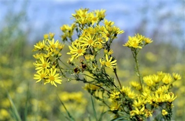 Brandb&aelig;geren blomstrer nu