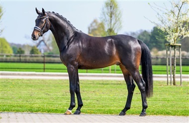 Endnu en DV-hingst p&aring; tysk station