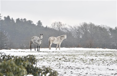 Hvordan passer du bedst din hest i vinter?