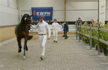 Forel&oslash;bigt 48 dressurhingste udtaget