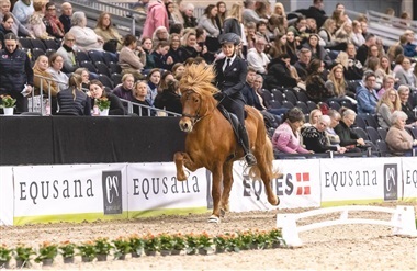 Icehorse Festival er i fuld gang