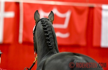 Temaaften i DV's region 4: Valg af hingst