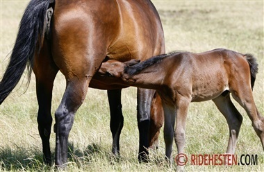 Kursus om succesfuld reproduktion