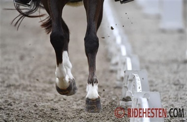 Undes&oslash;gelse viser: Mange st&oslash;tter ikke heste i sport