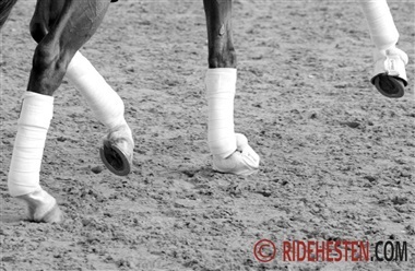 Orientering fra Dansk Varmblod