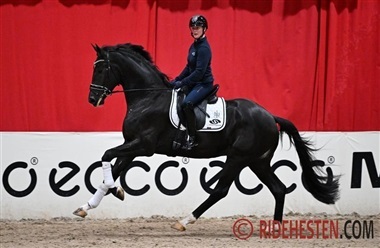 DV-hingst vinder hollandsk pr&oslash;ve