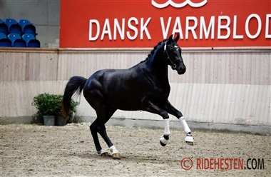 Hingste med Grand Prix-heste i familien