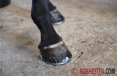 Fagdag om uens forhove og skoning