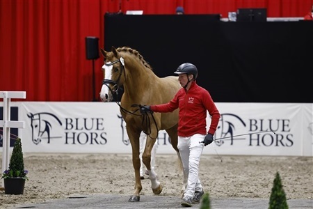 DV Hingstekåring Herning