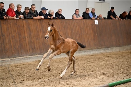 DV følskue og 2-års Uggerhalne