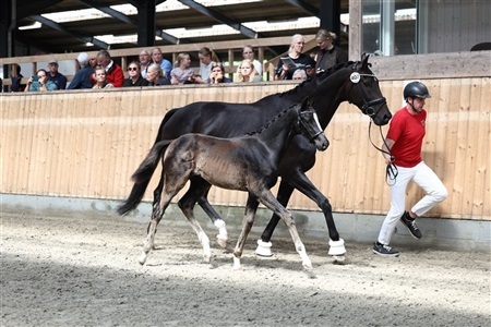 DV region 4 følskue, 2-års og eksteriørkåring dressur