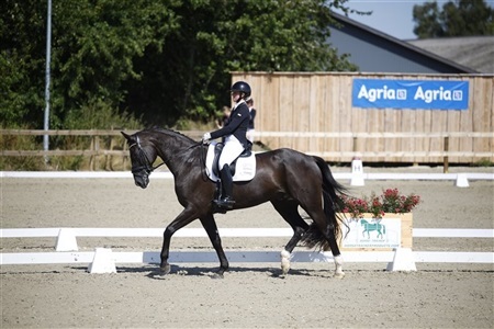 B-stævne med hold DM i dressur hest Kirstinelund Sportsrideklub