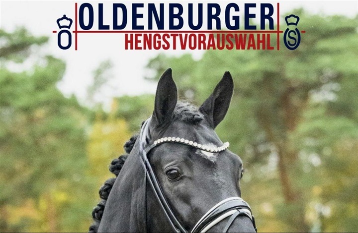 Udtaget til hingstek&aring;ring i Vechta