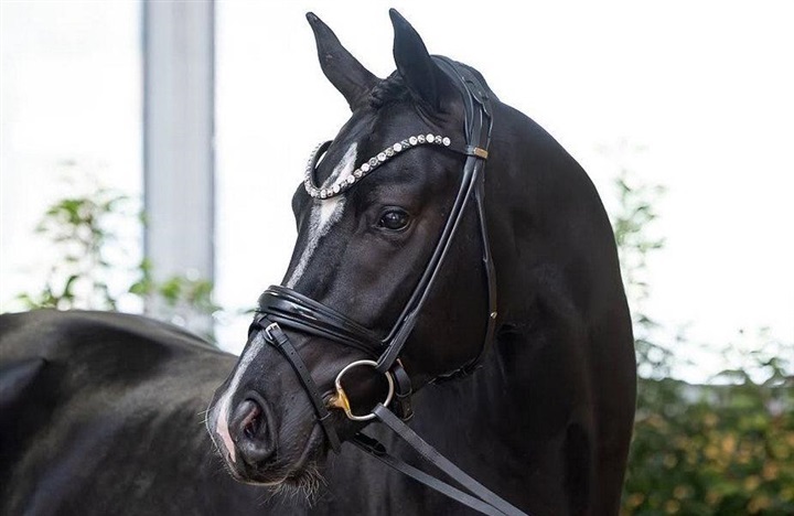 Tre danskavlede til hingstek&aring;ring i Verden