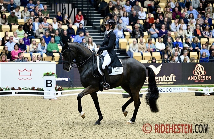 Internationale starter - uge 8