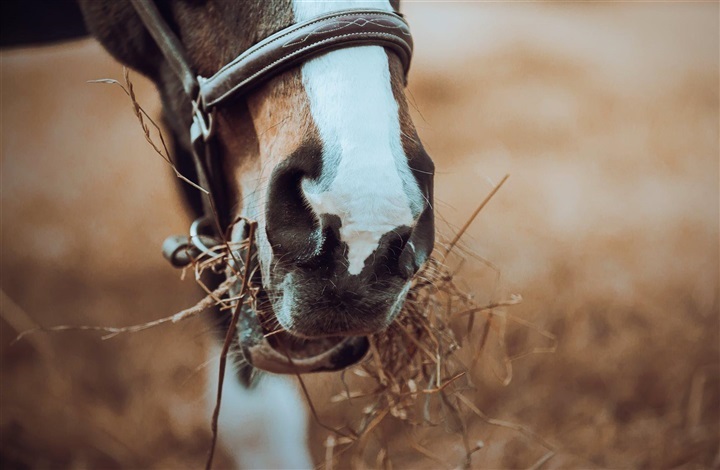 Lider din hest af astma?