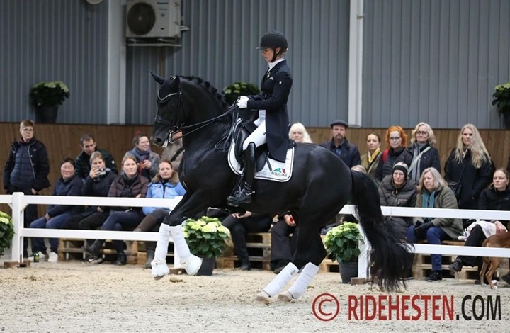 HP Horses byder indenfor p&aring; l&oslash;rdag