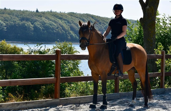 Ny berider p&aring; F&oslash;lle Strandgaard