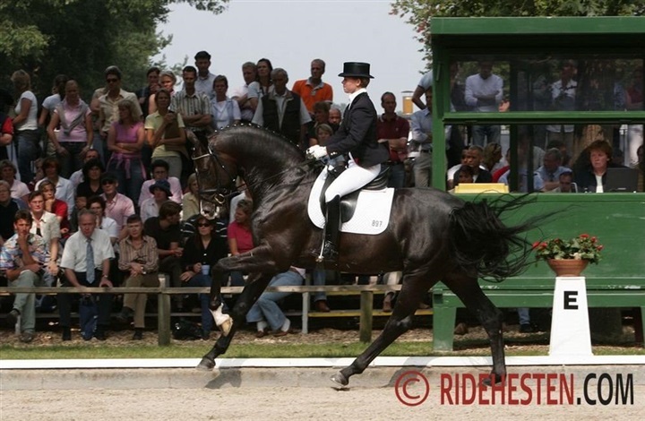 Stedinger blev 25 &aring;r gammel