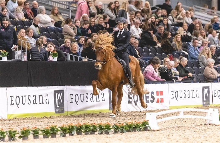 Icehorse Festival er i fuld gang