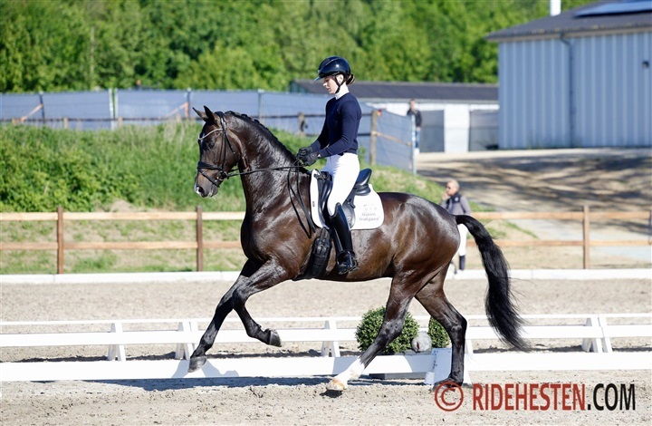 Dressurheste til start i Falsterbo