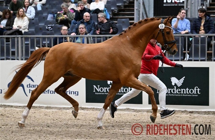 DV-opdr&aelig;t k&aring;ret ved NV-hingstek&aring;ring