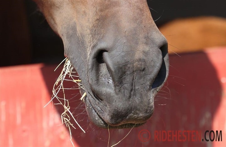 Hestens V&aelig;rn s&oslash;ger l&aelig;gfolk