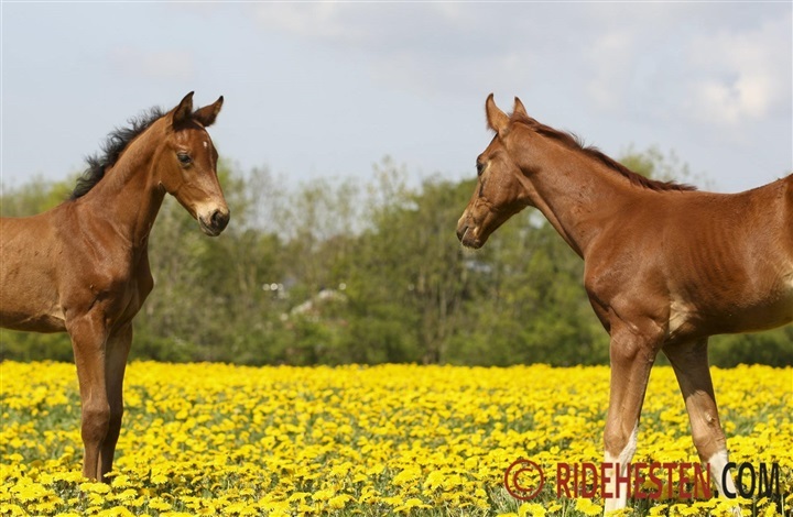 Giv f&oslash;llet gode betingelser for optimal v&aelig;kst