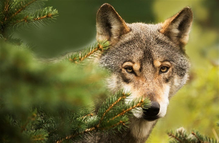 Hesteejere mister endnu en pony i formodet ulveangreb
