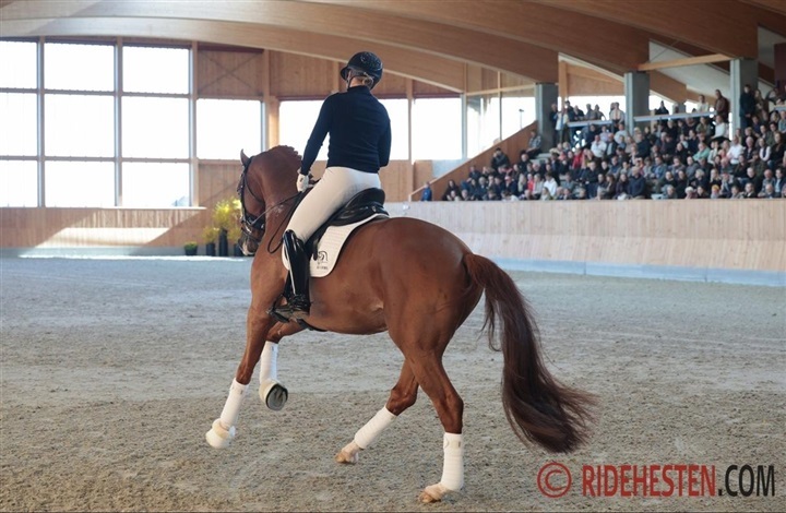 Her er for&aring;rets hingstefremvisninger